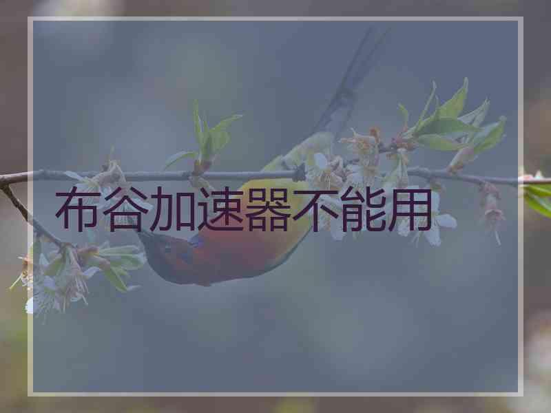 布谷加速器不能用