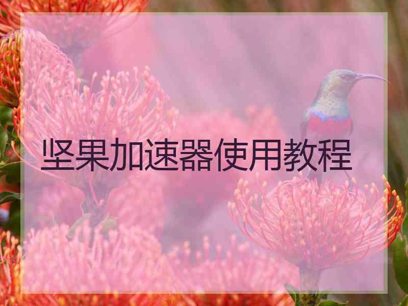 坚果加速器使用教程