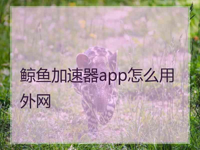 鲸鱼加速器app怎么用外网