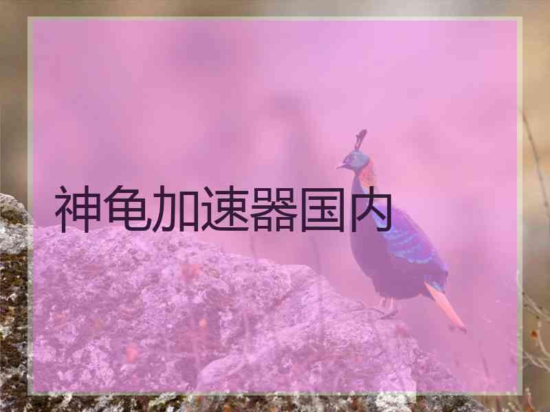 神龟加速器国内