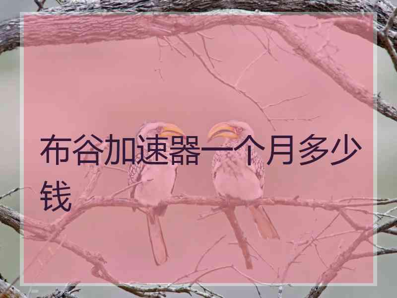布谷加速器一个月多少钱