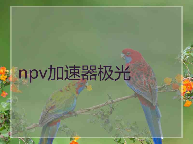 npv加速器极光